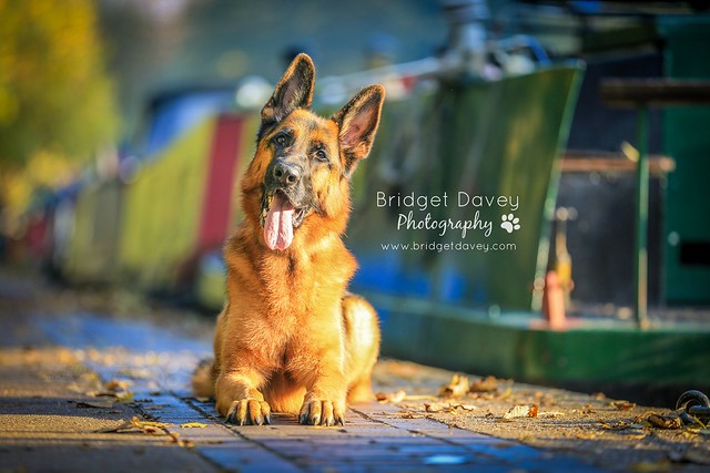 Finn | London Dog Photography