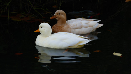 Ducks (unknown species), Priory Park, Great Malvern
