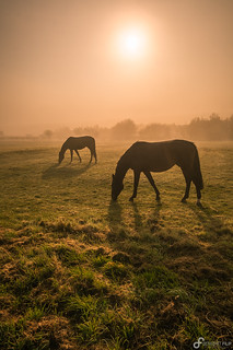 Morning mist in Rhineland-Palatinate
