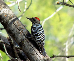 Salineno, Texas, Male, Ladderback Woodpecker
