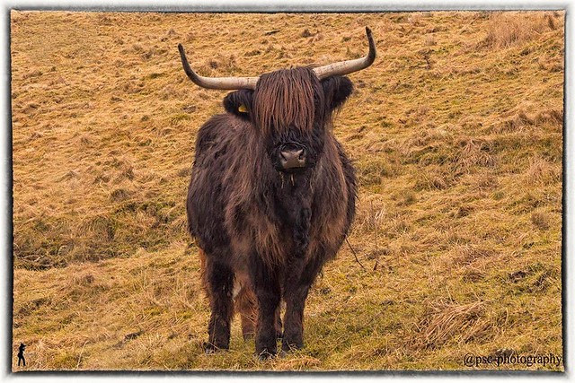 Highland cattle above Settle