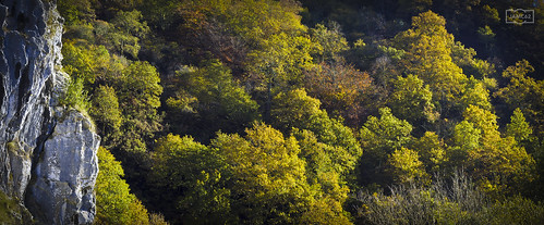 españa spain asturias bosque forest trees arboles otoño autumn verde green naturaleza nature