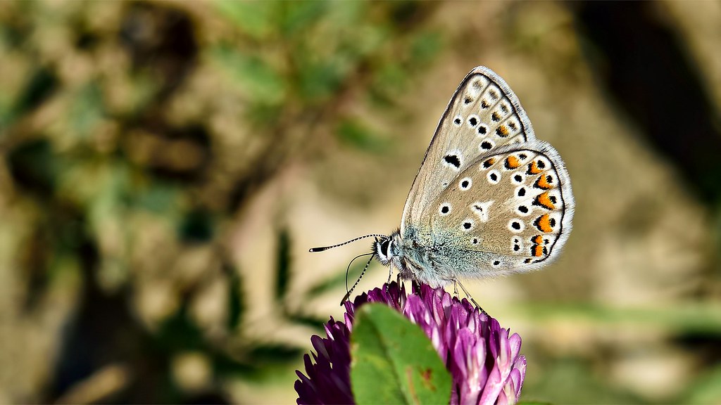 Polyommatus eros