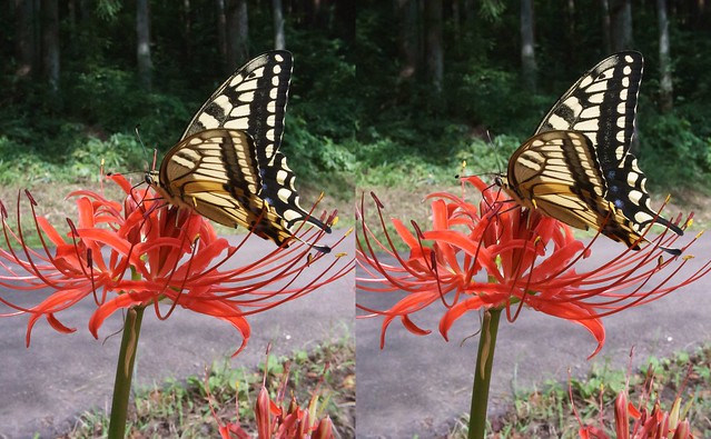 Papilio machaon, stereo cross view