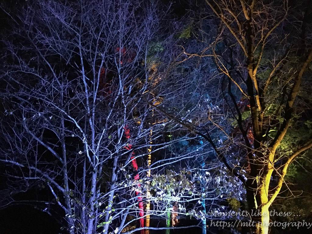 Westonbirt Winter Light Show