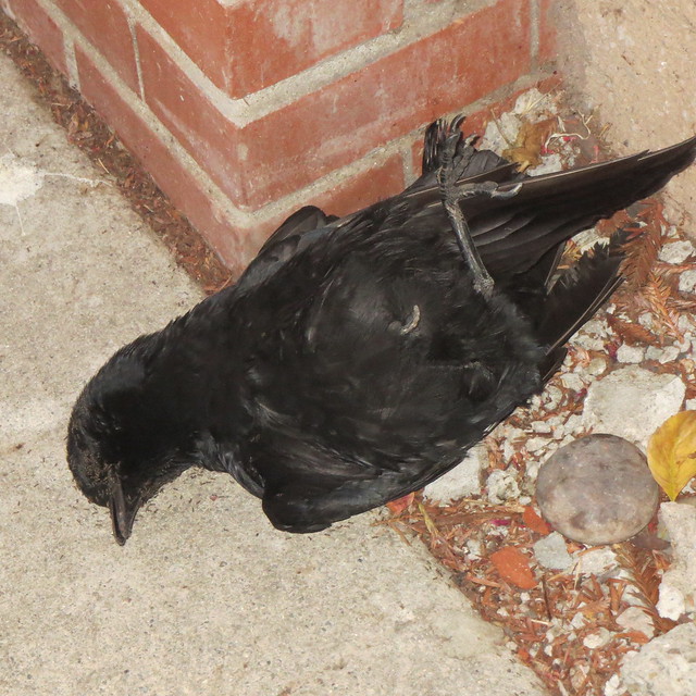 dead crow 11 8 17
