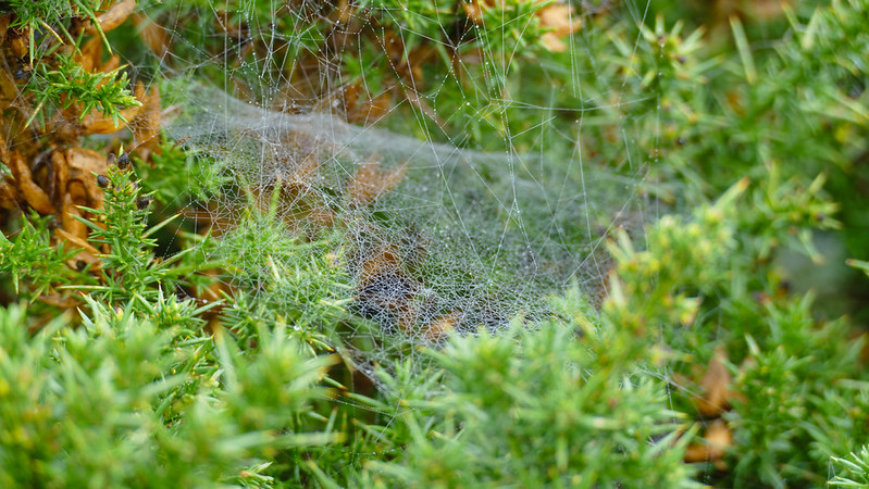 Cobweb on gorse with water drops