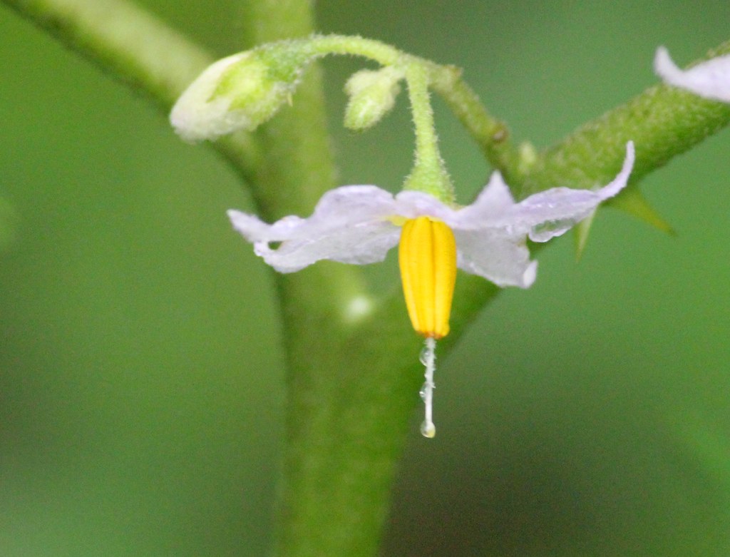 ecosystem/flora/Ringni(Solanum spp.)