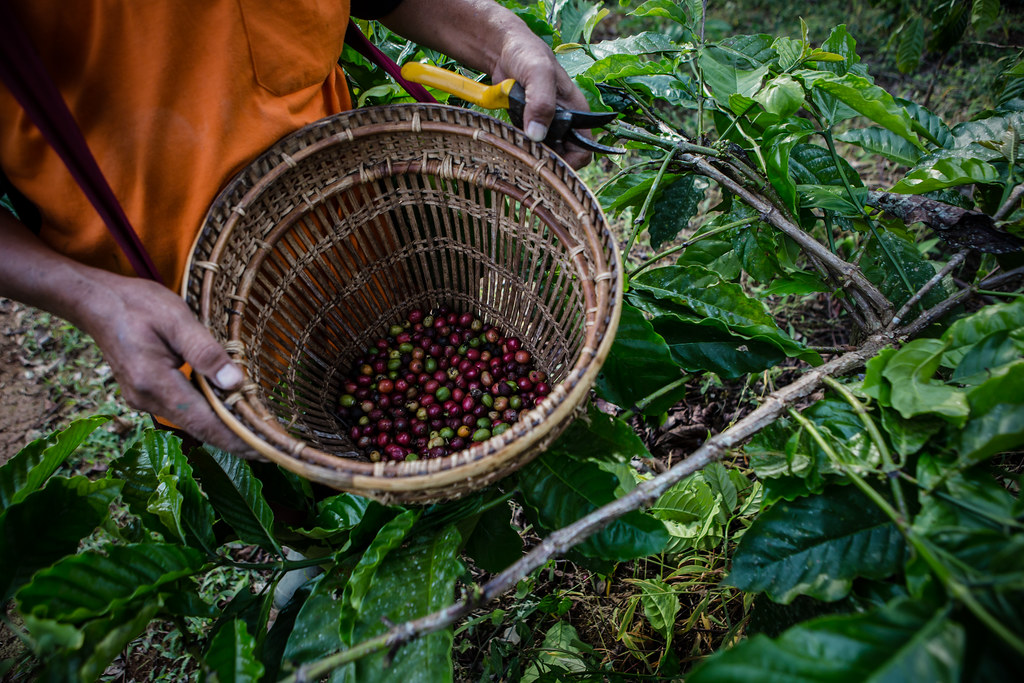 A farmer picks red coffee cherries in the plantation in Tri Budi Syukur village, West Lampung regency, Lampung province, Indonesia...