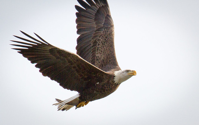 Adult Bald Eagle  - Majestic Symbol of America 11.21.17 (in explore)