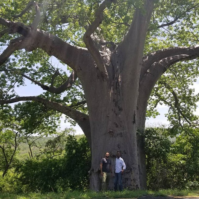 07. Baobab tree - Great East Road