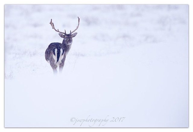 Fallow Buck in the Snow