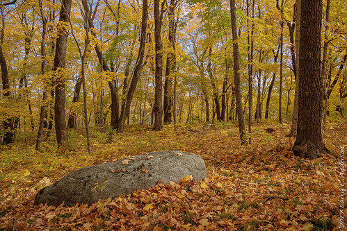 maplewoodstatepark minnesota autumn fall forest landscape leaves rocks seasons trees