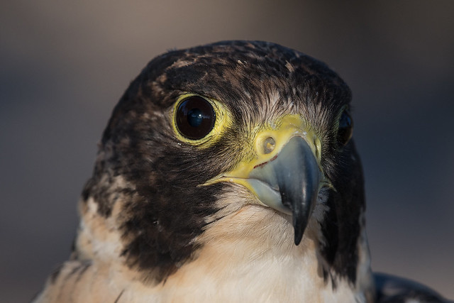 Kisa - female Peregrine Falcon