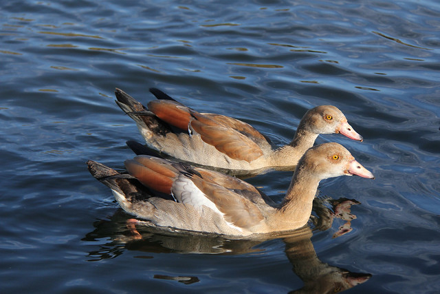 Egyptian goose couple.
