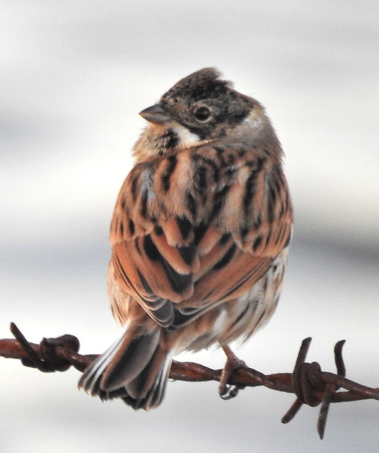 Rust-coloured Reed Bunting on rusty barbed wire.