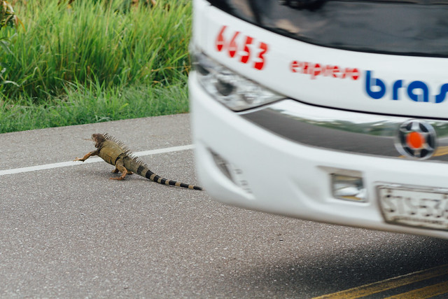 Iguana Dodging Bus in Road