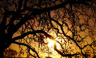 Branches sunrise2