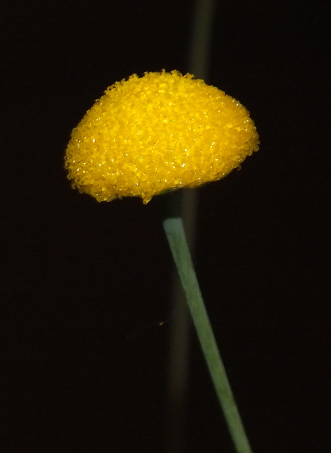 Little golden buttons (Cotula hispida) flower