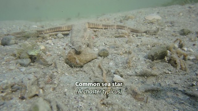 Common sea star (Archaster typicus)