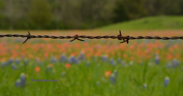 Barbed wire and bluebonnets  DSC_0974