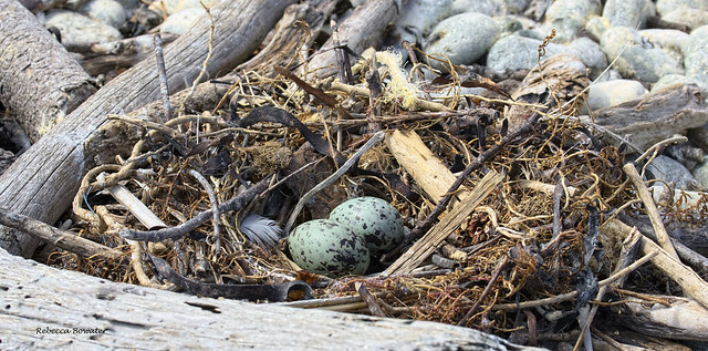 Red-billed Gulls nest [sometimes the eggs are blue]