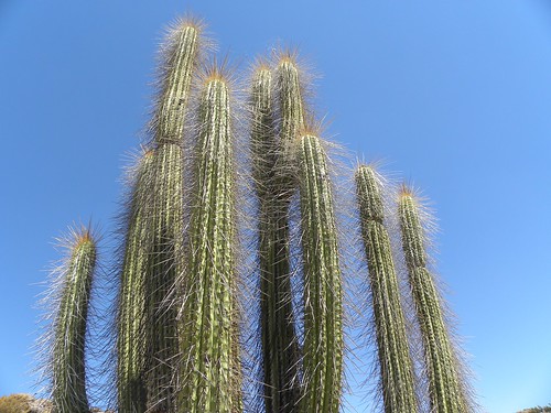acida cacti cactus chile combarbala coquimbo eulychnia fnrrb2176 ka3252s kakteen kaktus rb2176 reise standort vortrag1