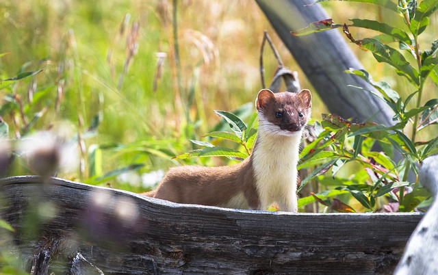 Stoat in the Meadow