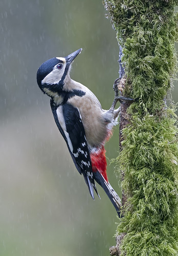 Great spotted Woodpecker, Female | by andywilson1963