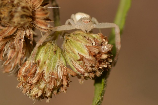 Crab Spider (Mecaphesa, Thomisidae) on Smooth Baccharis