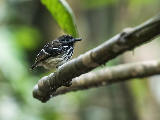 Dot-backed Antbird | by nickathanas