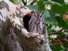 Eastern Screech-Owl,  Venango Co., 10/13/2017