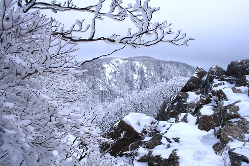white cold winter rime japan trees frozen
