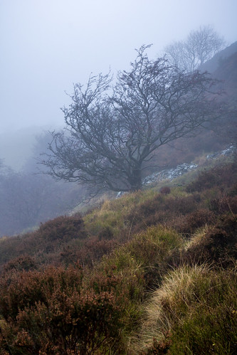 moodylandscape mistymorning tree mist mood