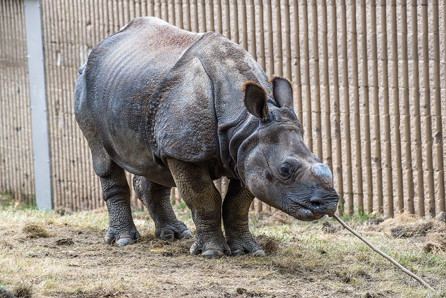 Fresno Chaffee Zoo - Greater one-horned Rhinoceros