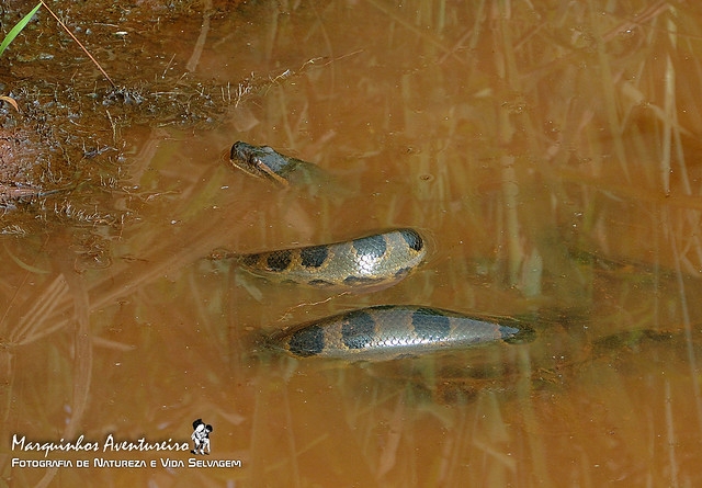 SUCURI (Eunectes murinus) a famosa Anaconda (SUCURI Snake - the famous Anaconda)