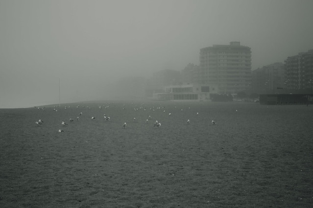 Foggy coast with seagulls