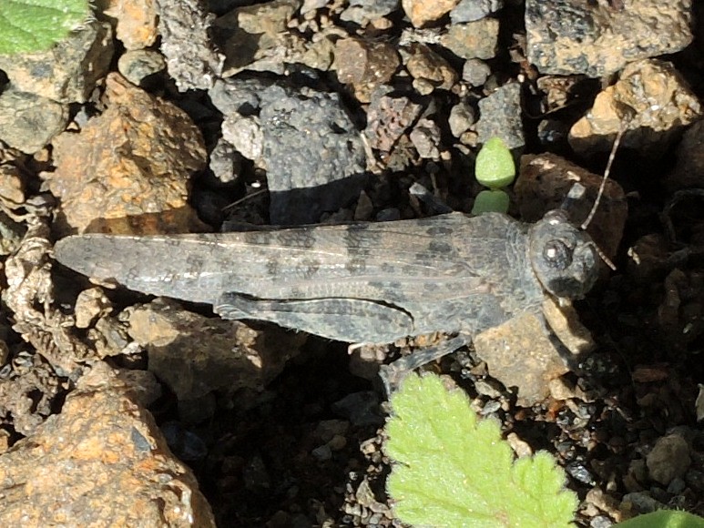 Saltamontes de alas azules