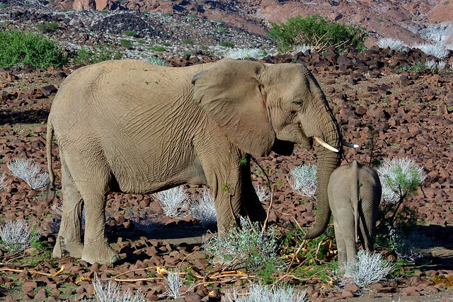 Desert Elephants in Damaraland, Namibia.