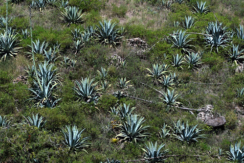 ecuador imbabura imbarra cananvalle agave cactus