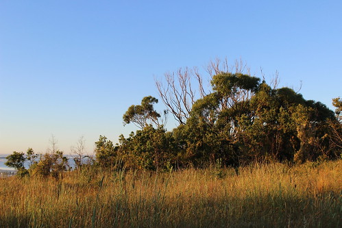 frenchisland bush australianbush australia