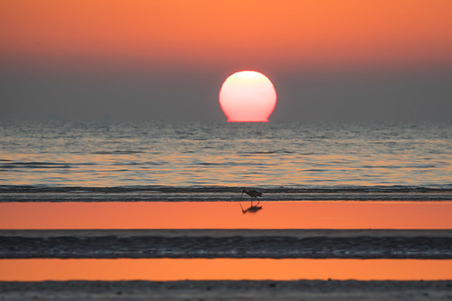 Morning Equation by gseloff, Sunrise with Marbled Godwit. Light fog and an extremely low tide made for a muted palette and expose