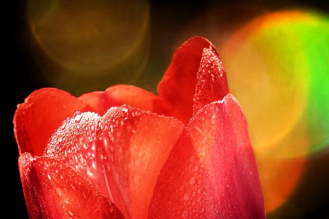 Stratford Ontario ~ Canada ~ Red Tulip Water droplets and Bokehs