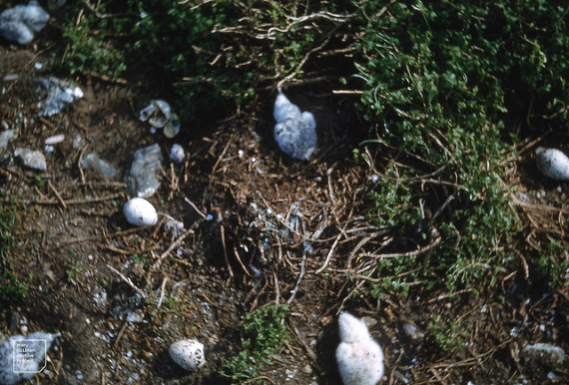White breasted cormoroant chicks. Jutten island