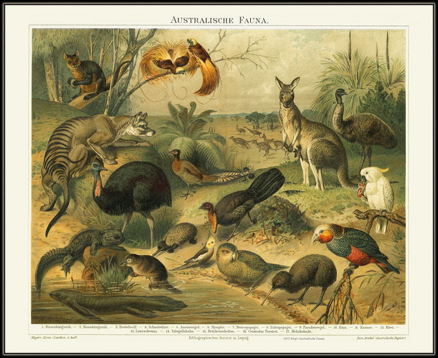 6075 Mey5 Australische Fauna Chromolithographie Meyers Konversations-Lexikon 5. Auflage. Bibliogr. Institut. in Laipzig.