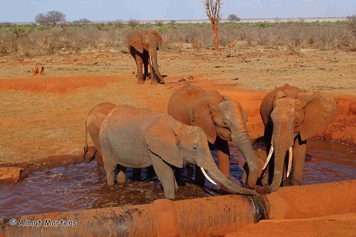 ngid1472112754 naturguckerde afrikanischerelefantloxodontaafricana tsavoostnationalpark calmutmartens