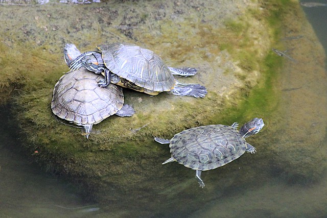Turtles in a Pond