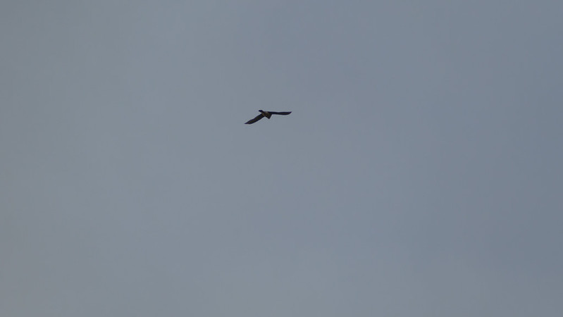 Kestrel out hunting, Malvern Hills