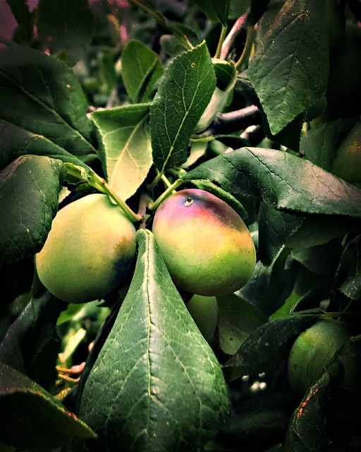 •Fruit in leaves🍒🍃
