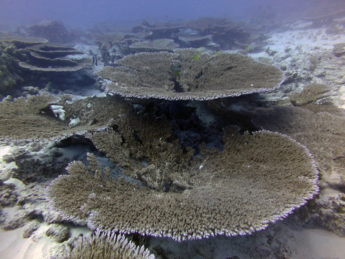 Acropora Tables | Table corals (Genus: Acropora) create habi… | Flickr